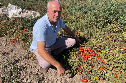 Londra'da kazandıklarıyla Bursa topraklarına yatırımı yaptı
