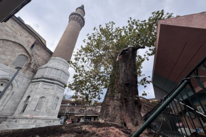 Bursa Ulu Cami'de acı görüntü:  Tarihi çınarın dalı kırıldı