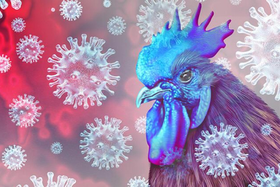 Kuş gribi alarmı: Yaklaşık 460 bin tavuk itlaf edilecek