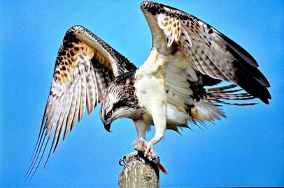 Nadir görülen balık kartalı Bursa’da görüntülendi