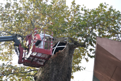 Bursa'nın asırlık ağacı koruma altına alındı!