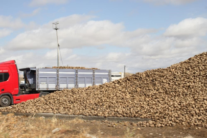 Sıcaklar pancarı yaktı, stoklar şekeri kurtardı