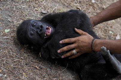 "Zeytin" Türkiye'de kalacak