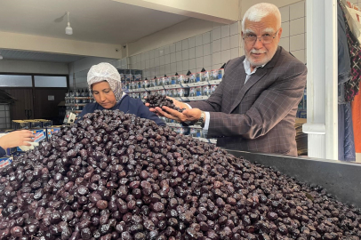Bursa zeytin üretiminde zirvede!