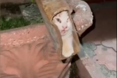Kedinin sıkıştığı yeri gören şaştı kaldı