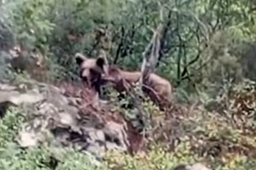 Bursa'da kaymakamlık uyardı: Dikkat ayı çıkabilir