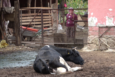 Bursa'da şap alarmı: Besiciler destek bekliyor