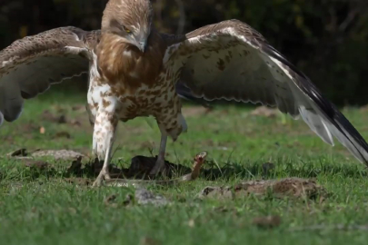 Bursa’da yılanı yakalayan kartal böyle gövde gösterisi yaptı