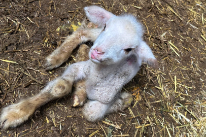 Bursa'da yürek burkan hikaye: Kimsesiz kaldı