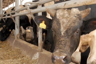 Deli dana hastalığı alarmı! Bir kişide tespit edildi