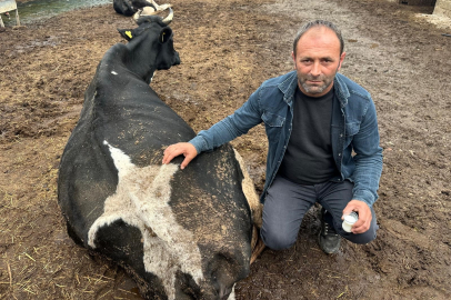 Bursa'da şap alarmı!