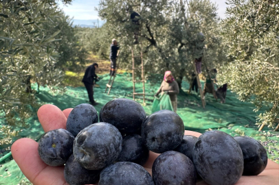 Bursa'dan İsviçre sofralarına uzanan yolculuk!