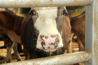Şap alarmı: Çok sayıda köy ve mahalle karantinaya alındı