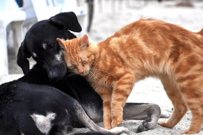 İnegöl Belediyesi'nden evinde kedi-köpek besleyenlere mikroçip uyarısı