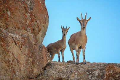 Yaban keçisi öldüren 3 kişiye 1,9 milyon lira ceza