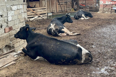 Bursa'da şap hastalığı krizi: 8 hayvan hastalığa yakalandı!