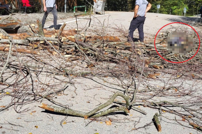 Bursa'da üzerine ağaç düşen belediye işçisi hayatını kaybetti