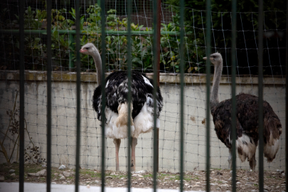 Kuş gribi alarmı: Yeni önlemler açıklandı