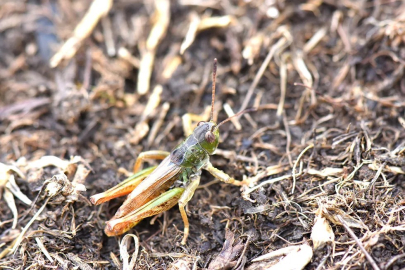 Yeni bir çekirge cinsi keşfedilidi