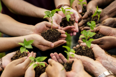 11 Kasım'da 81 ilde 550 milyona yakın fidan toprakla bulaşacak