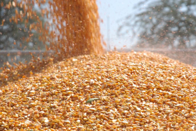 Malavi mısır ihracatını yasakladı