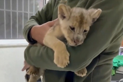 Yasa dışı yolla getirilen Afrika aslanı yavrusuna el konuldu