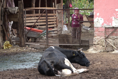 Uzmanından şap hastalığı için kritik uyarı: Aşılamayı ihmal etmeyin