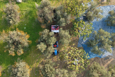 Zeytin hasadı başladı: Marmarabirlik'ten 70 bin tonluk alım