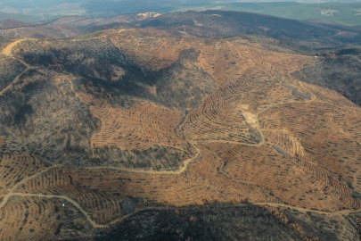 Bursa'da yeniden yeşiline kavuşuyor: 3 milyon 250 bin fidan toprakla buluşacak
