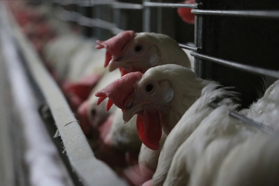 Kuş gribi alarmı: 2 milyondan fazla hayvan itlaf edildi