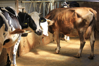 Şapa karşı 'hayvanlara küflü domates yedirmeyin, idrar içirmeyin' uyarısı