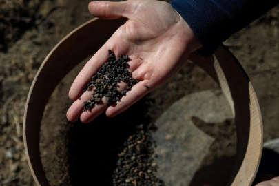 Van'da 5 bin yıllık arpa taneleri bulundu