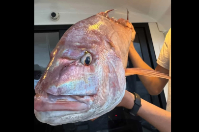 Balıkçıları şaşkına çeviren olay: Tam 12 kilogram!
