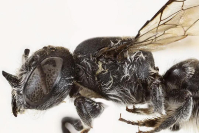 Şeytan boynuzlu yeni arı türü keşfedildi: Lucifer