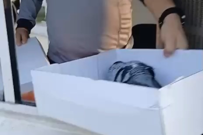 Yere düşen yavru güvercine, şefkat eli!