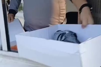 Yere düşen yavru güvercine, şefkat eli!