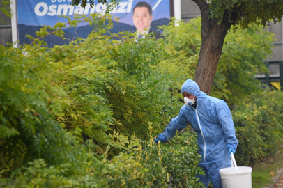 Bursa'da kemirgenlere yönelik mücadele
