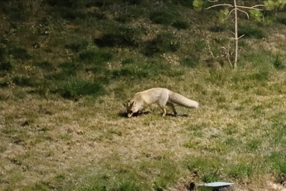 Bitlis'te aç kalan tilki yerleşim yerine indi