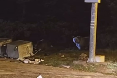 Uludağ'da kış uykusuna yatmayan ayılar görüntülendi!