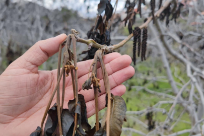 Zirai don kapsamında 798 milyon lira yeni destek ödemesi