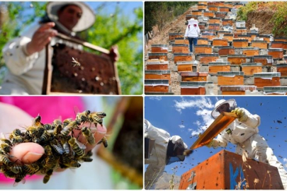 Doğu Karadeniz'in 10 aylık bal ihracatı 1,8 milyon doları aştı