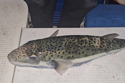 Gemlik Körfezi’nde tehlikeli tür alarmı!