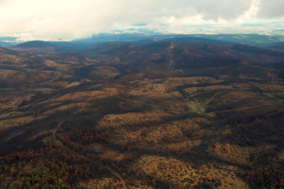 953 hektar kül oldu... Bursa'yı yeniden yeşertmek için ilk adım atıldı!