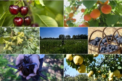 Türkiye tarımda 7 üründe dünya lideri