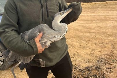 Bursa'da kurtarma operasyonu: Mahsur kalan mavi balıkçıl kuşunu gençler kurtardı