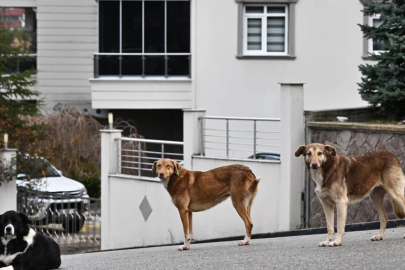İstanbul Valiliği'nden sokak köpekleri genelgesi! Beslemek yasaklandı