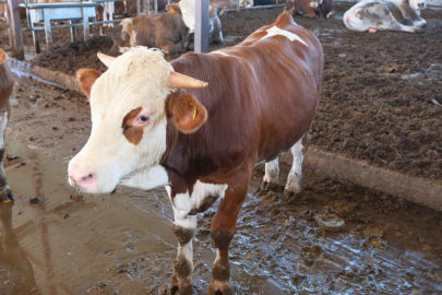 ABD Tarım Bakanlığı: "Türkiye'de yıllık 400-500 bin buzağı ölümü oluyor"