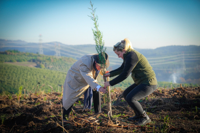 Uludağ İçecek'ten geleceğe nefes: 20 bin fidan dikildi