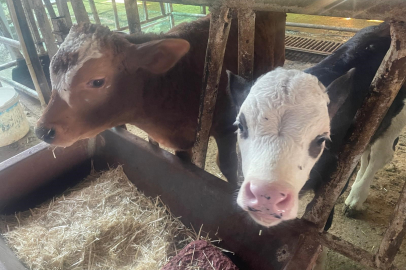 ABD Tarım Bakanlığı: "Türkiye'de yıllık 400-500 bin buzağı ölümü oluyor"