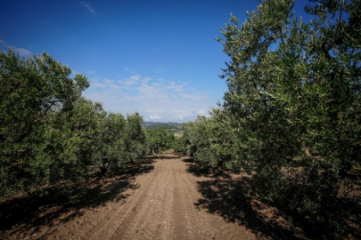 Bursa'da su kaynakları kurudu! Üretim risk altında